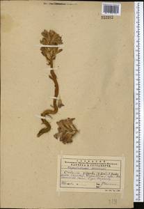 Orobanche gigantea (Beck) Gontsch., Middle Asia, Western Tian Shan & Karatau (M3) (Kazakhstan)