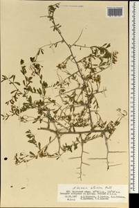 Nitraria sibirica (DC.) Pall., Mongolia (MONG) (Mongolia)