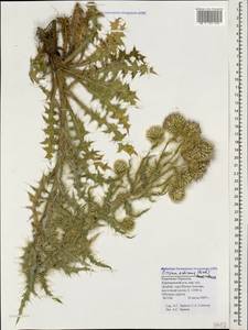Cirsium echinus (M. Bieb.) Hand.-Mazz., Caucasus, Stavropol Krai, Karachay-Cherkessia & Kabardino-Balkaria (K1b) (Russia)