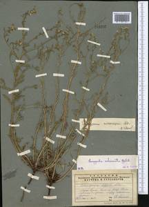 Lappula microcarpa (Ledeb.) Gürke, Middle Asia, Muyunkumy, Balkhash & Betpak-Dala (M9) (Kazakhstan)