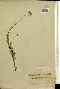 Helichrysum odoratissimum (L.) Sw., Africa (AFR) (South Africa)