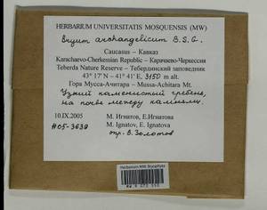 Ptychostomum archangelicum (Bruch & Schimp.) J.R. Spence, Bryophytes, Bryophytes - North Caucasus & Ciscaucasia (B12) (Russia)