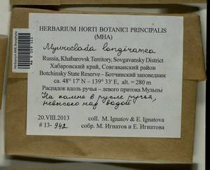 Myuroclada longiramea (Müll. Hal.) Min Li, Y.F. Wang, Ignatov & Huttunen, Bryophytes, Bryophytes - Russian Far East (excl. Chukotka & Kamchatka) (B20) (Russia)