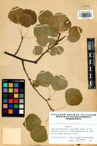 Populus tremula L., Siberia, Baikal & Transbaikal region (S4) (Russia)