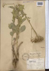 Haplophyllum robustum Bunge, Middle Asia, Pamir & Pamiro-Alai (M2) (Uzbekistan)