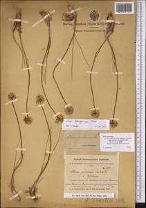 Allium dshungaricum Vved., Middle Asia, Muyunkumy, Balkhash & Betpak-Dala (M9) (Kazakhstan)