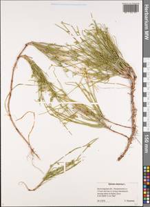 Ephedra distachya L., Eastern Europe, Lower Volga region (E9) (Russia)