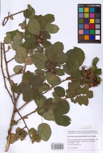 Rosa subcanina (Christ) Dalla Torre & Sarnth., Eastern Europe, Central forest-and-steppe region (E6) (Russia)