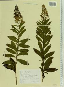 Spiraea alba, Eastern Europe, Western region (E3) (Russia)