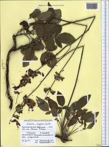 Salvia ringens Sm., Caucasus, Krasnodar Krai & Adygea (K1a) (Russia)
