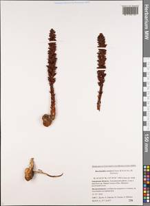 Boschniakia rossica (Cham. & Schlecht) B. Fedtsch., Siberia, Russian Far East (S6) (Russia)