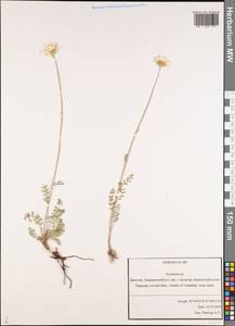 Tanacetum, Caucasus, Dagestan (K2) (Russia)