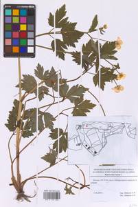 Ranunculus repens L., Eastern Europe, Moscow region (E4a) (Russia)