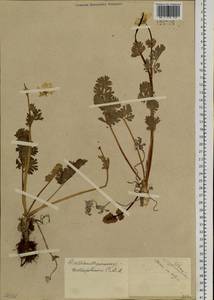 Callianthemum angustifolium Witasek, Siberia, Altai & Sayany Mountains (S2) (Russia)
