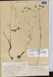 Elwendia capusii (Franch.) Pimenov & Kljuykov, Middle Asia, Pamir & Pamiro-Alai (M2) (Tajikistan)