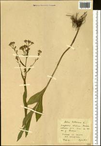 Aster tataricus L. fil., Siberia, Russian Far East (S6) (Russia)