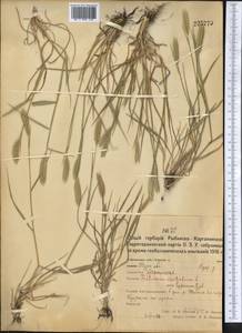 Agropyron cristatum (L.) Gaertn., Middle Asia, Northern & Central Kazakhstan (M10) (Kazakhstan)