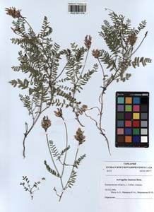 KUZ 001 418, Astragalus danicus Retz., Siberia, Altai & Sayany Mountains (S2) (Russia)