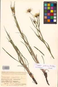 Tragopogon podolicus Besser ex DC., Eastern Europe, Lower Volga region (E9) (Russia)
