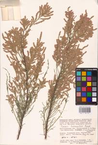 Tamarix hohenackeri Bunge, Eastern Europe, Lower Volga region (E9) (Russia)