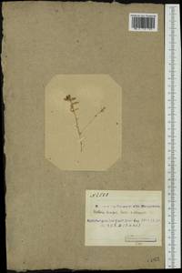 Stellaria humifusa Rottb., Western Europe (EUR) (Svalbard and Jan Mayen)