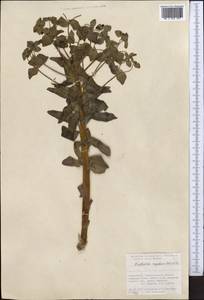 Euphorbia rapulum Kar. & Kir., Middle Asia, Pamir & Pamiro-Alai (M2) (Uzbekistan)