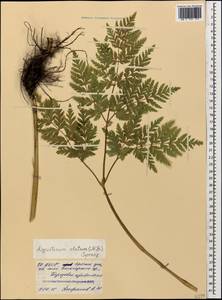 Selinum alatum (M. Bieb.) Hand, Caucasus, North Ossetia, Ingushetia & Chechnya (K1c) (Russia)