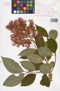 Syringa, Eastern Europe, Moscow region (E4a) (Russia)