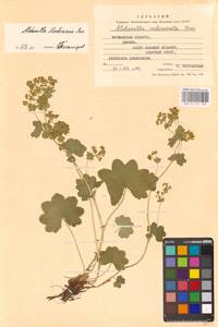 Alchemilla murbeckiana Buser, Eastern Europe, Northern region (E1) (Russia)