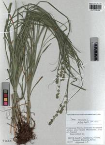 KUZ 002 489, Carex polyphylla, Siberia, Altai & Sayany Mountains (S2) (Russia)