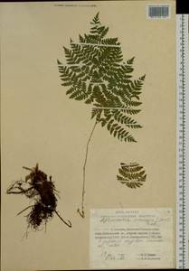 Dryopteris amurensis (Milde) Christ, Siberia, Russian Far East (S6) (Russia)