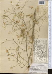 Galagania fragrantissima Lipsky, Middle Asia, Pamir & Pamiro-Alai (M2) (Tajikistan)