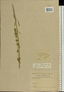 Silene borysthenica (Gruner) Walters, Eastern Europe, Central region (E4) (Russia)