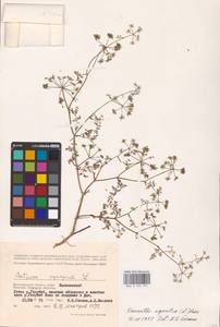 Oenanthe aquatica (L.) Poir., Eastern Europe, Lower Volga region (E9) (Russia)