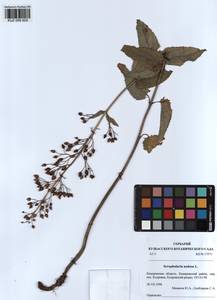 Scrophularia nodosa L., Siberia, Altai & Sayany Mountains (S2) (Russia)