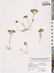 Chrysosplenium sibiricum (Ser. ex DC.) A.P.Khokhr., Siberia, Chukotka & Kamchatka (S7) (Russia)