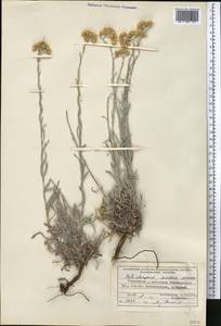Helichrysum mussae Nevski, Middle Asia, Pamir & Pamiro-Alai (M2) (Tajikistan)