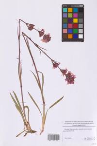 Viscaria vulgaris Röhl., Eastern Europe, Moscow region (E4a) (Russia)