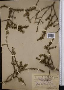 Prunus bifrons Fritsch, Middle Asia, Western Tian Shan & Karatau (M3) (Kazakhstan)