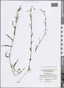 Epilobium palustre L., Eastern Europe, Western region (E3) (Russia)