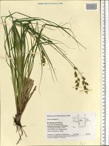 Carex elongata L., Eastern Europe, Central region (E4) (Russia)