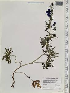 Aconitum ambiguum Rchb., Siberia, Baikal & Transbaikal region (S4) (Russia)