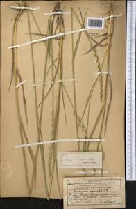 Elymus repens (L.) Gould, Middle Asia, Western Tian Shan & Karatau (M3) (Kazakhstan)