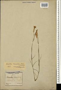 Dianthus pallens M. Bieb., Crimea (KRYM) (Russia)