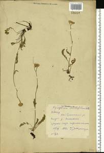 Tanacetum millefolium (L.) Tzvelev, Eastern Europe, Eastern region (E10) (Russia)