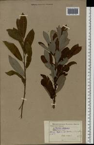 Salix cinerea L., Eastern Europe, Central forest-and-steppe region (E6) (Russia)