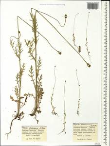 Papaver dubium subsp. stevenianum (Mikheev) Kubát & Å, Caucasus, Stavropol Krai, Karachay-Cherkessia & Kabardino-Balkaria (K1b) (Russia)