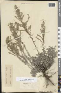 Artemisia nutans Willd., Eastern Europe, Lower Volga region (E9) (Russia)