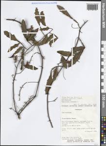 Paullinia pinnata L., America (AMER) (Paraguay)