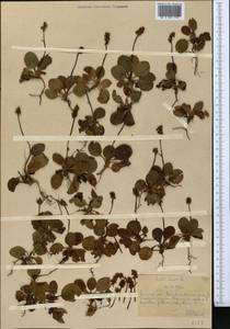 Pyrola minor L., Middle Asia, Northern & Central Tian Shan (M4) (Kazakhstan)